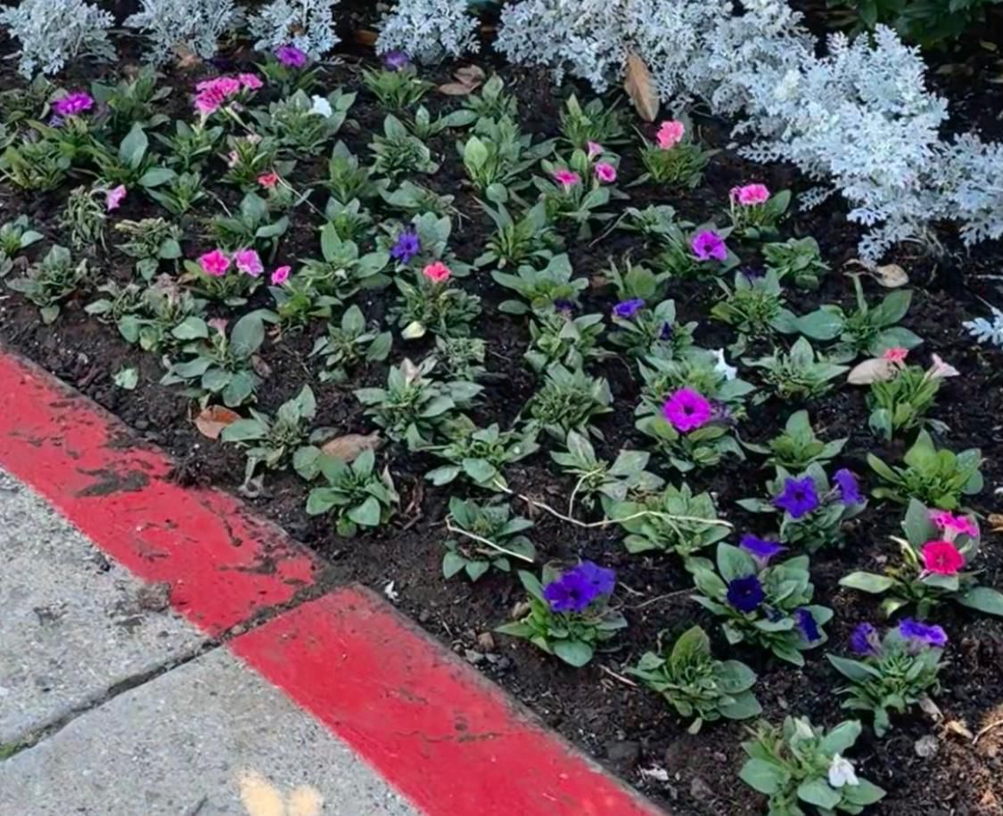 Recent garden and landscape project in the Dallas area, photo 17