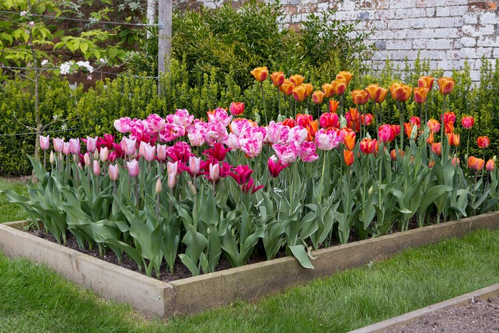 Flower Beds & Seasonal Color