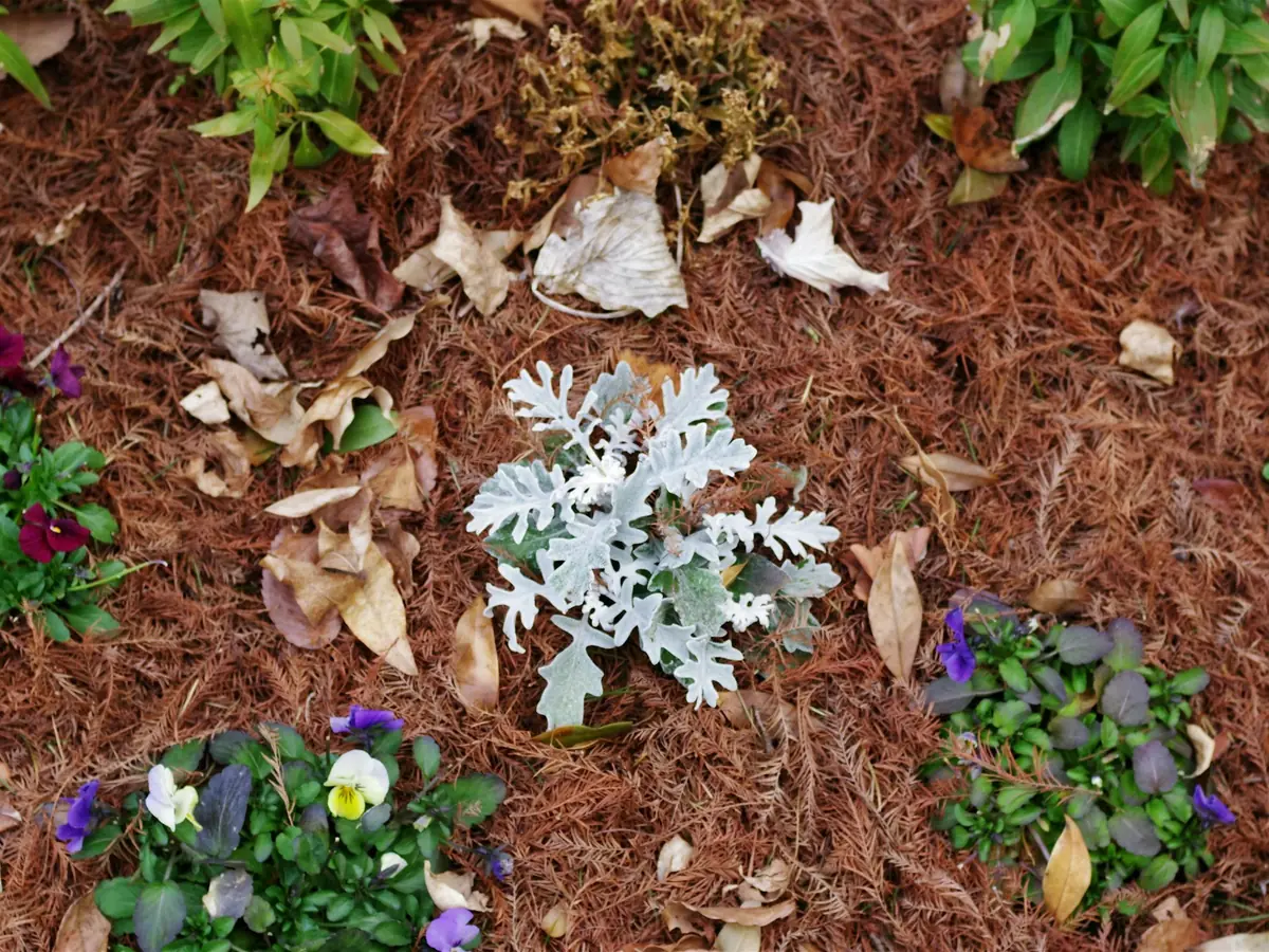 Mulch, Top Dressing & Soil