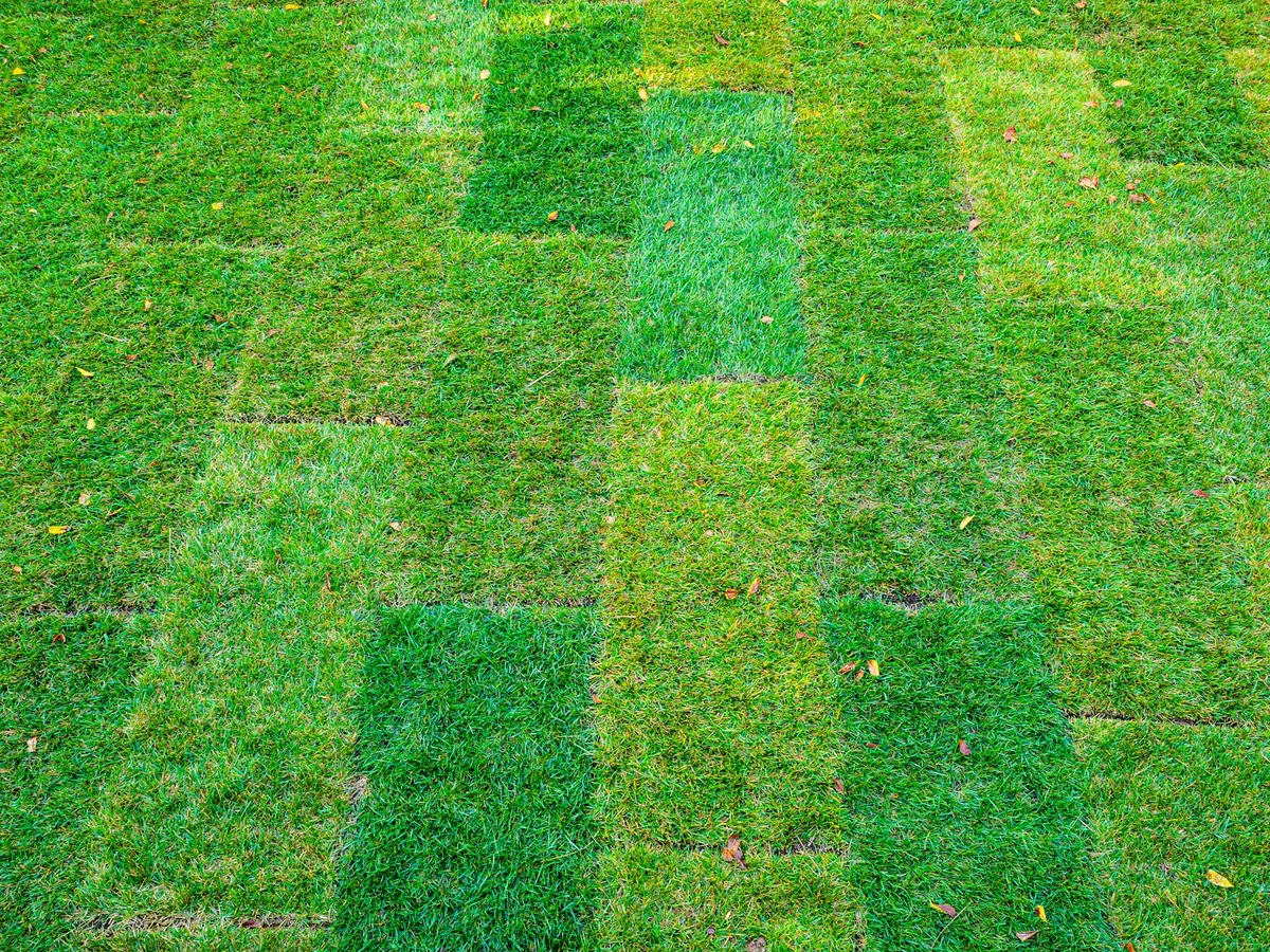 Sod Installation