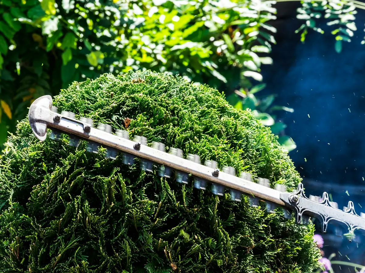 Tree & Shrub Services