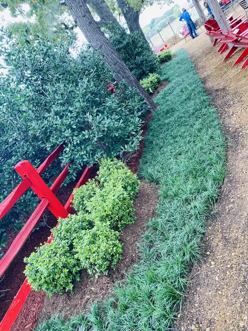 Planting trees and shrubs